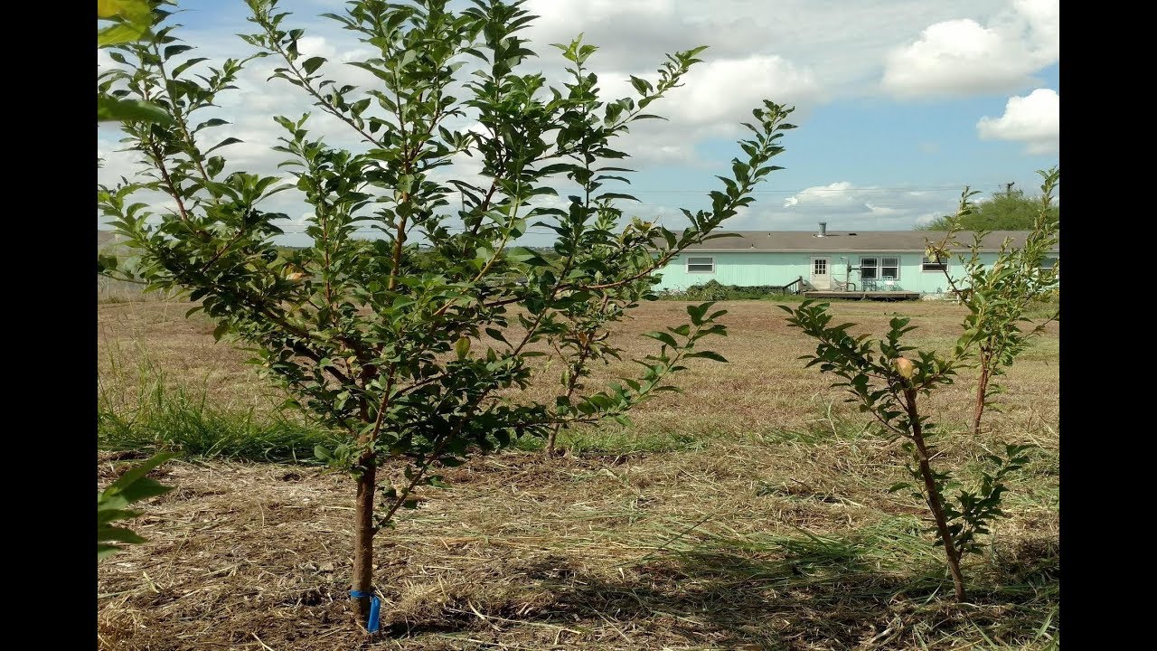 Benefits of heavy mulching