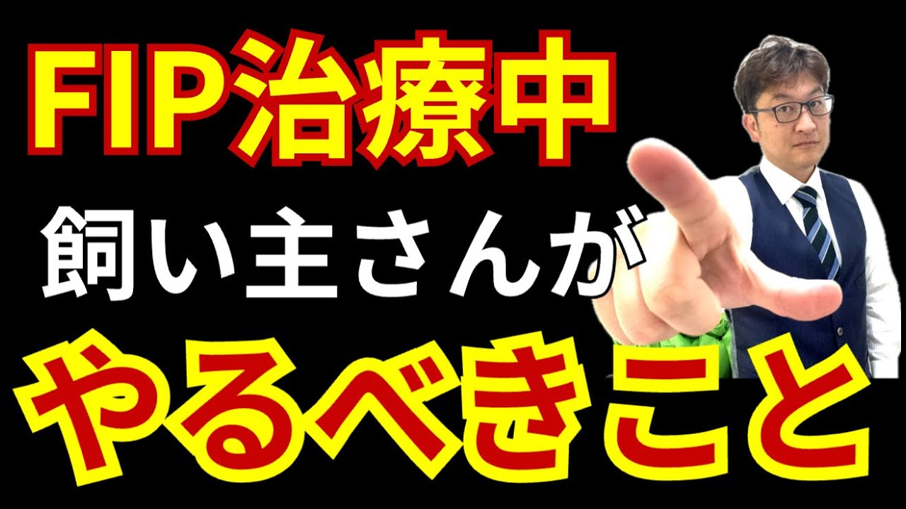 FIP治療中に飼い主がすべきこと＠猫伝染性腹膜炎（FIP）治療の実際 2025年6本目