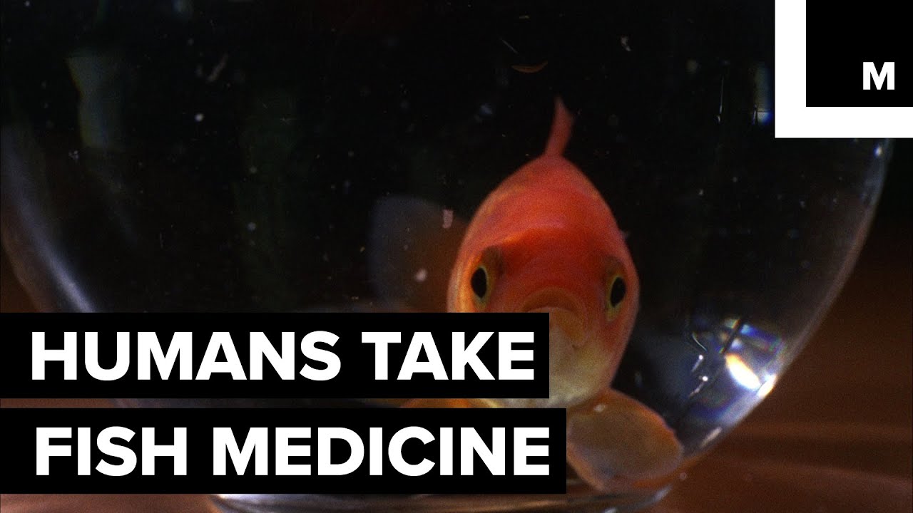 Humans are taking fish medicine