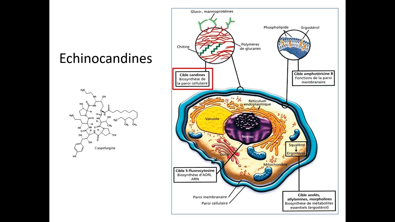 Antifongiques