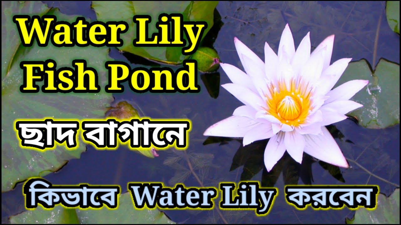 How to Grow Water Lily at Home || Water Lily Fish Pond || Guppy And Molly Fish Care