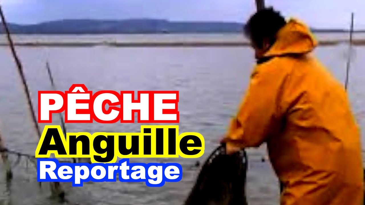 PÊCHE : L'anguille sur l'étang de Bages