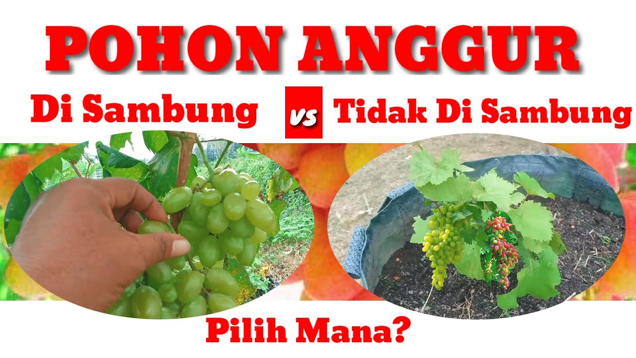 Pilih Bibit Anggur Hasil Grafting Atau Ownroot, Temukan Jawabannya Disini!!