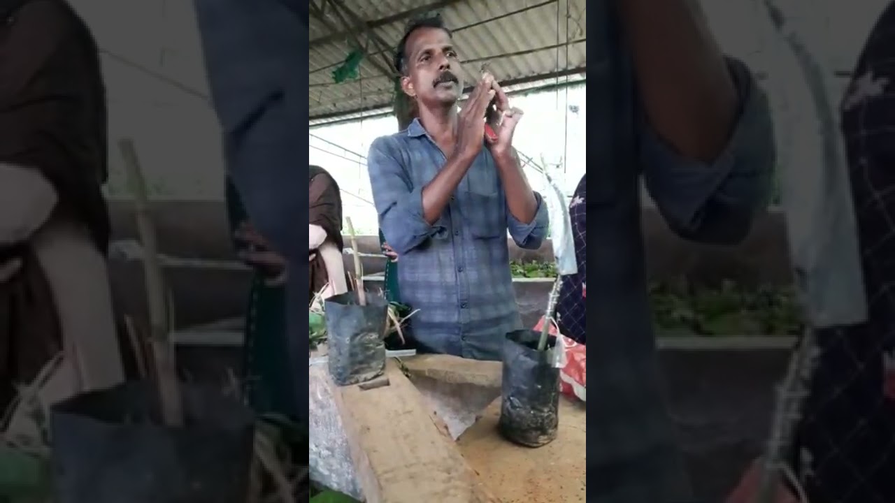 Grafting,.. കാർഷിക ഗവേഷണ കേന്ദ്രം.. ആനക്കയം.... 😊