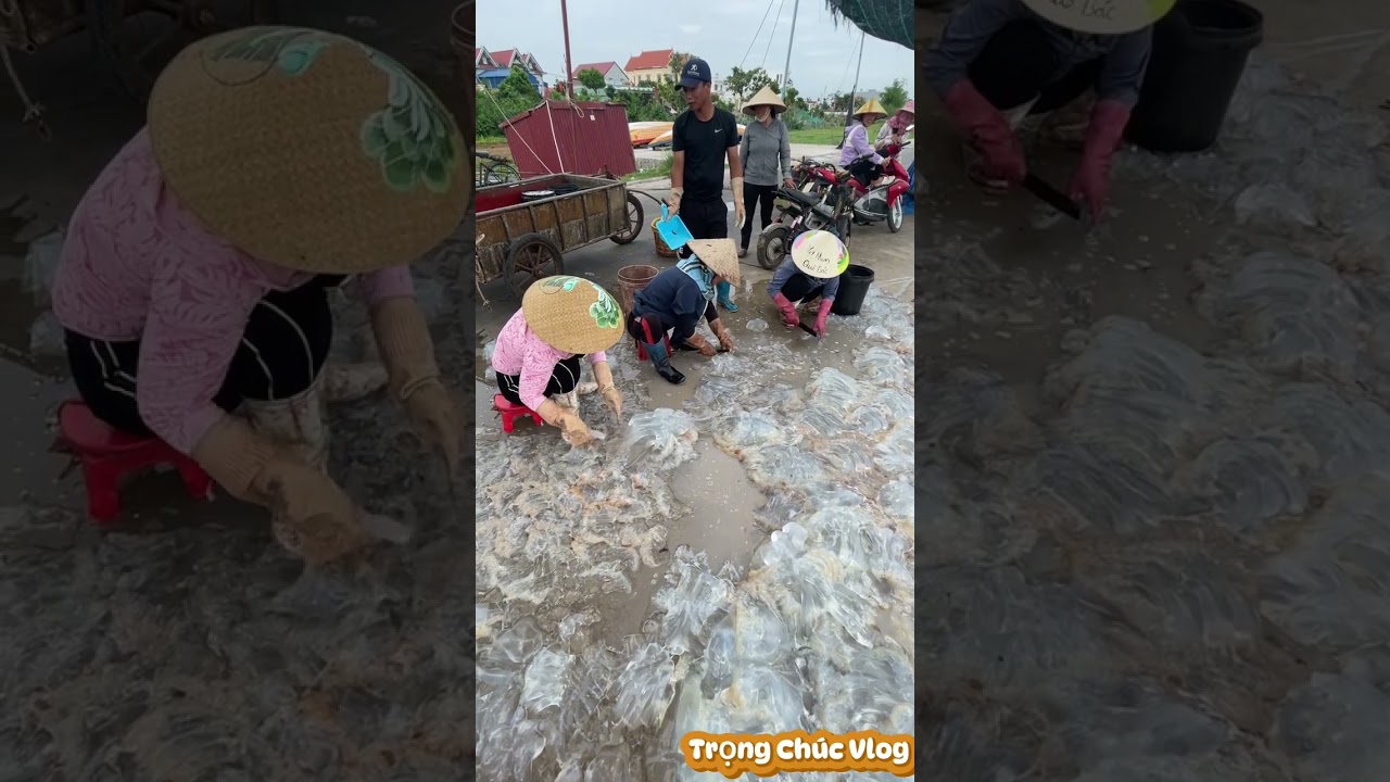 Cách làm sứa muối Hải Phòng: Nguyên liệu và cách sơ chế. Trọng Chúc Vlog