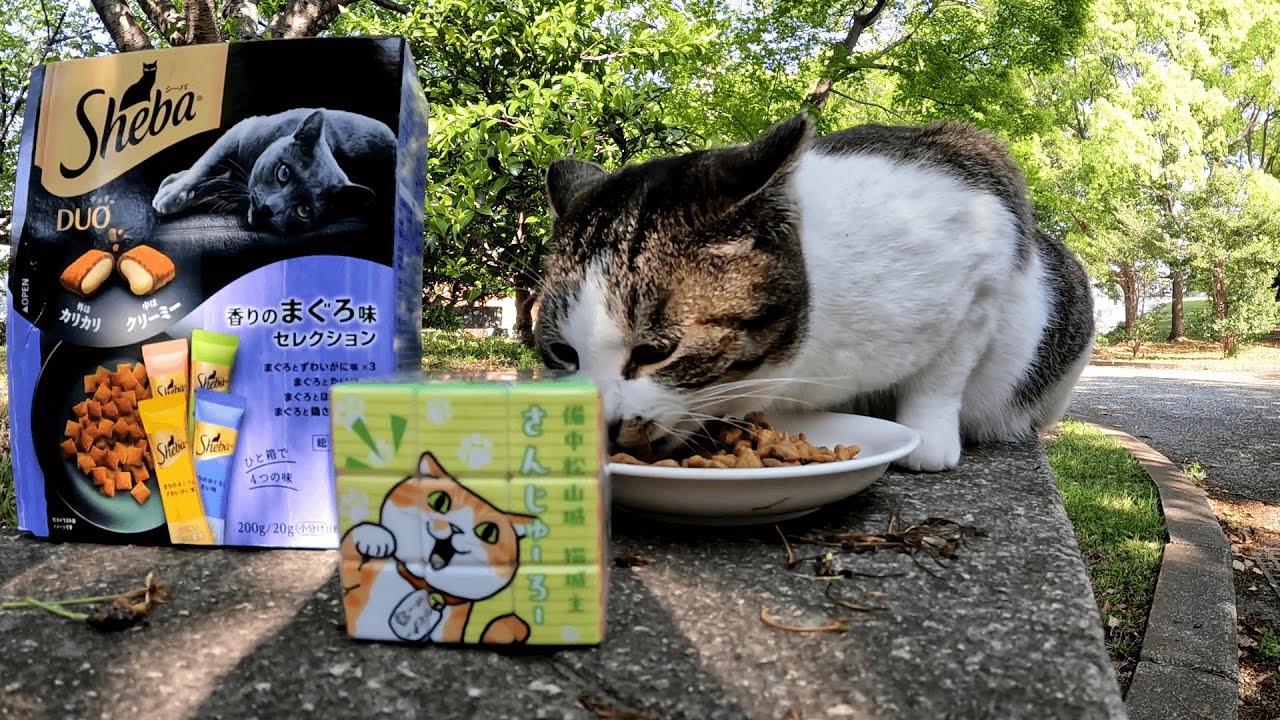 ご飯の匂いを嗅ぎ付けてやってきたガイアくん、それまで知らん顔してうろうろしてたくせに一目散に駆け寄ってきたなｗ