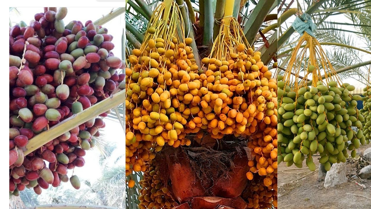 Saudi Arabian date palm cultivation - How to Grow and Care Date Palm Trees