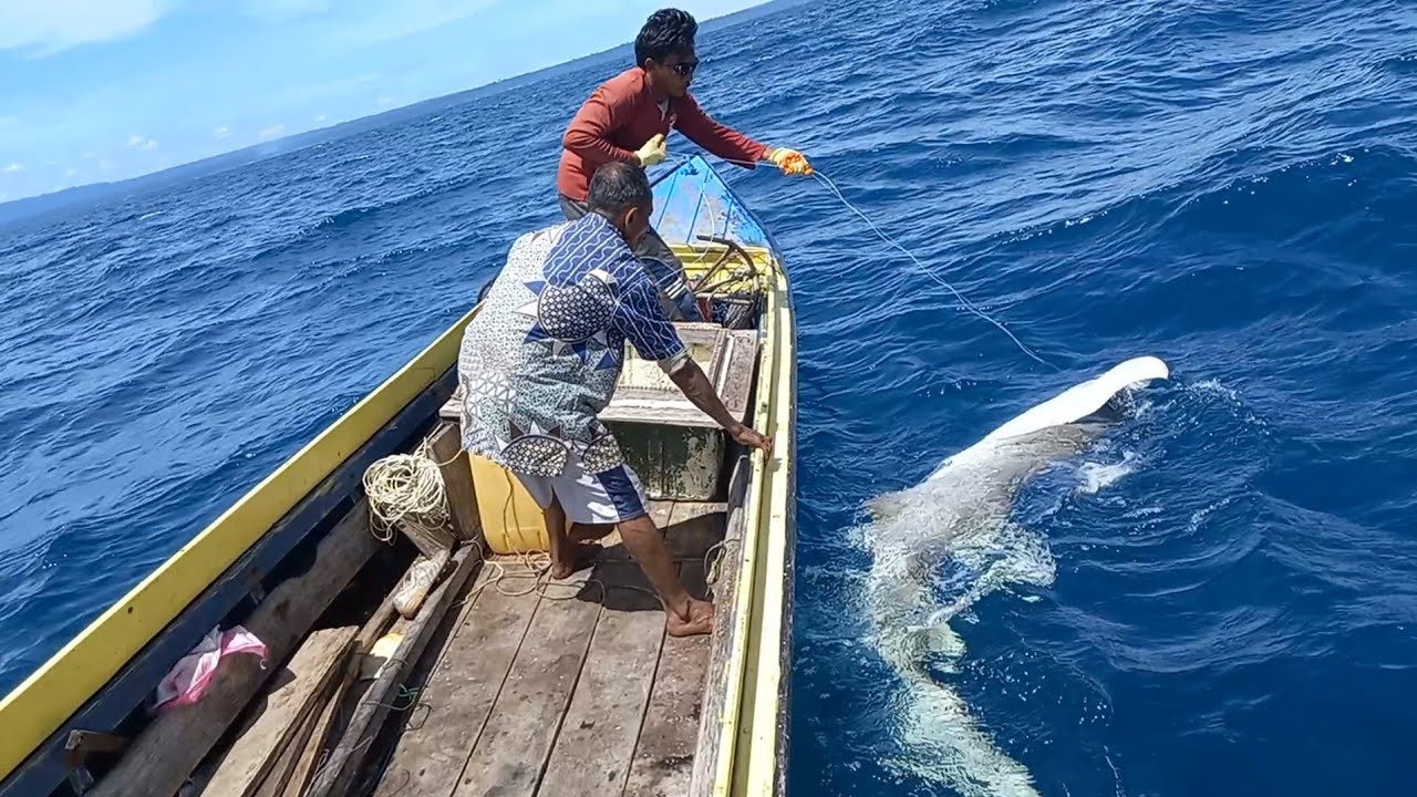 MERAWAI IKAN || baru kali ini auto nyerah !! ikannya tidak bisa ditaklukan