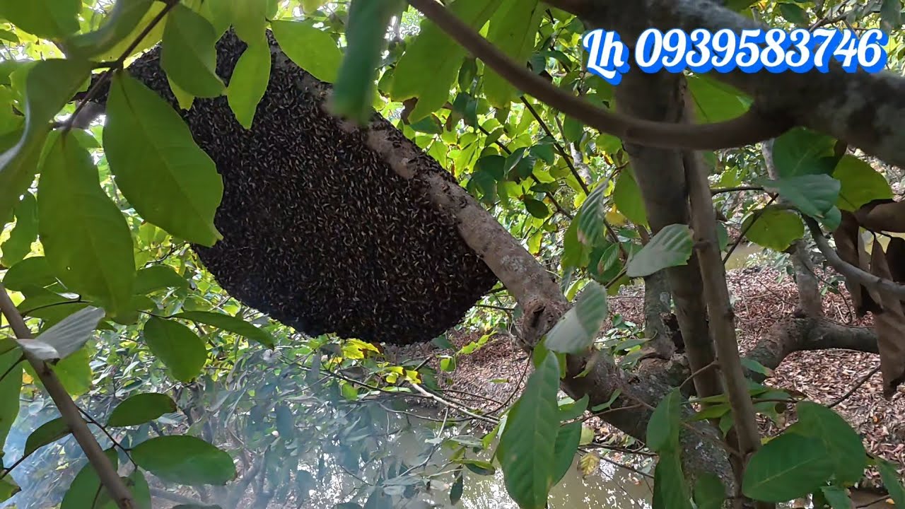 Tổ ong mật siêu khủng.và chú chủ nhà mê ngủ.A giant beehive and its sleep-loving homeowner.