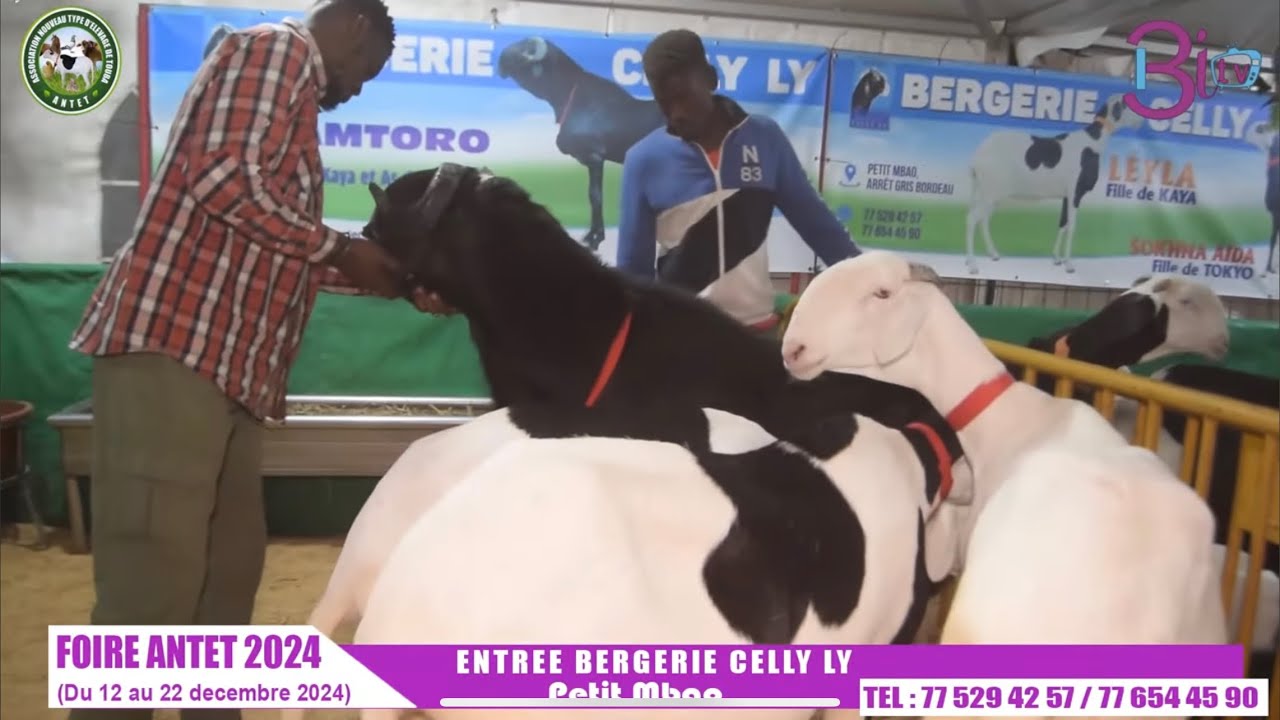 🇸🇳ANTET 2024🇸🇳BERGERIE CELLY LY