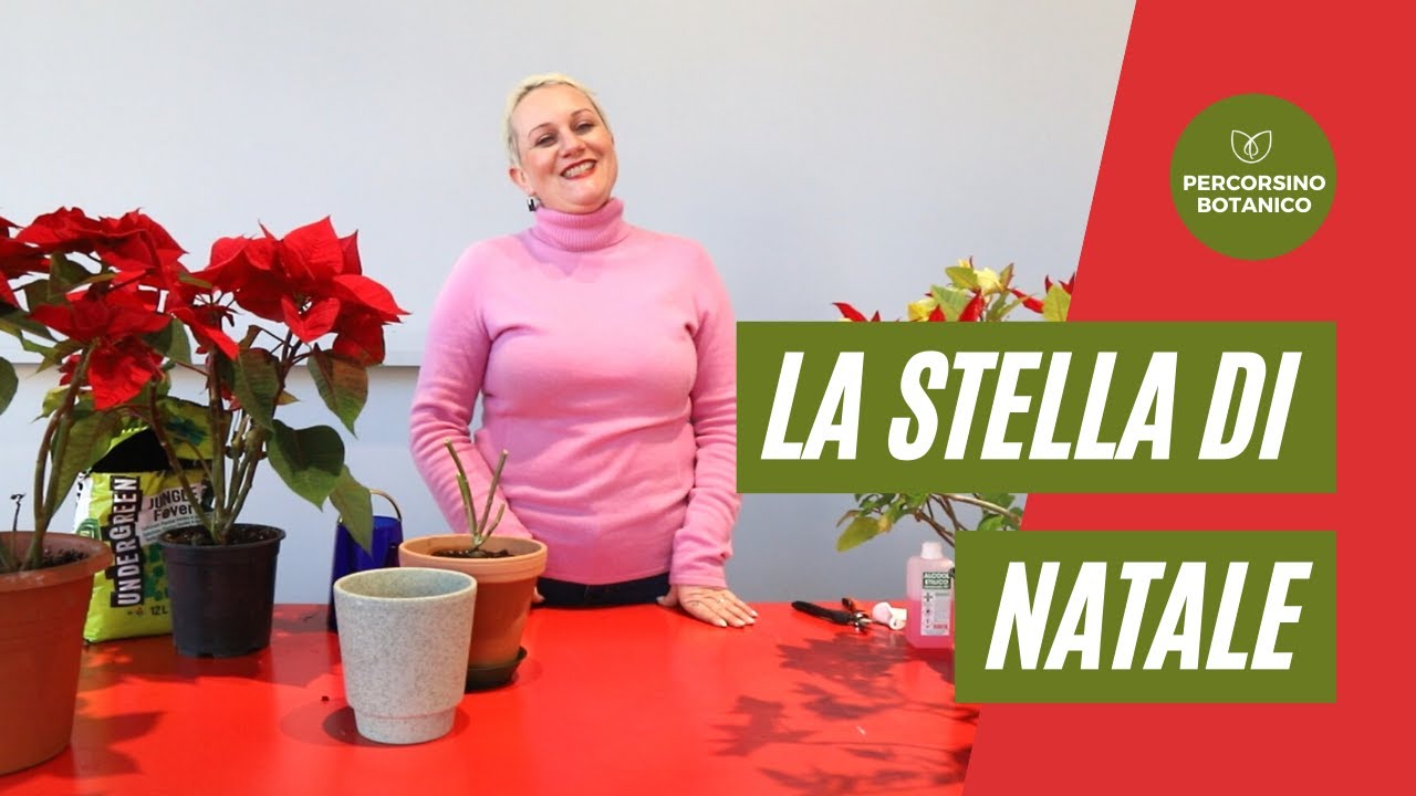 Prenditi cura della tua Stella di Natale [ti insegno anche come farla rifiorire il prossimo anno!]
