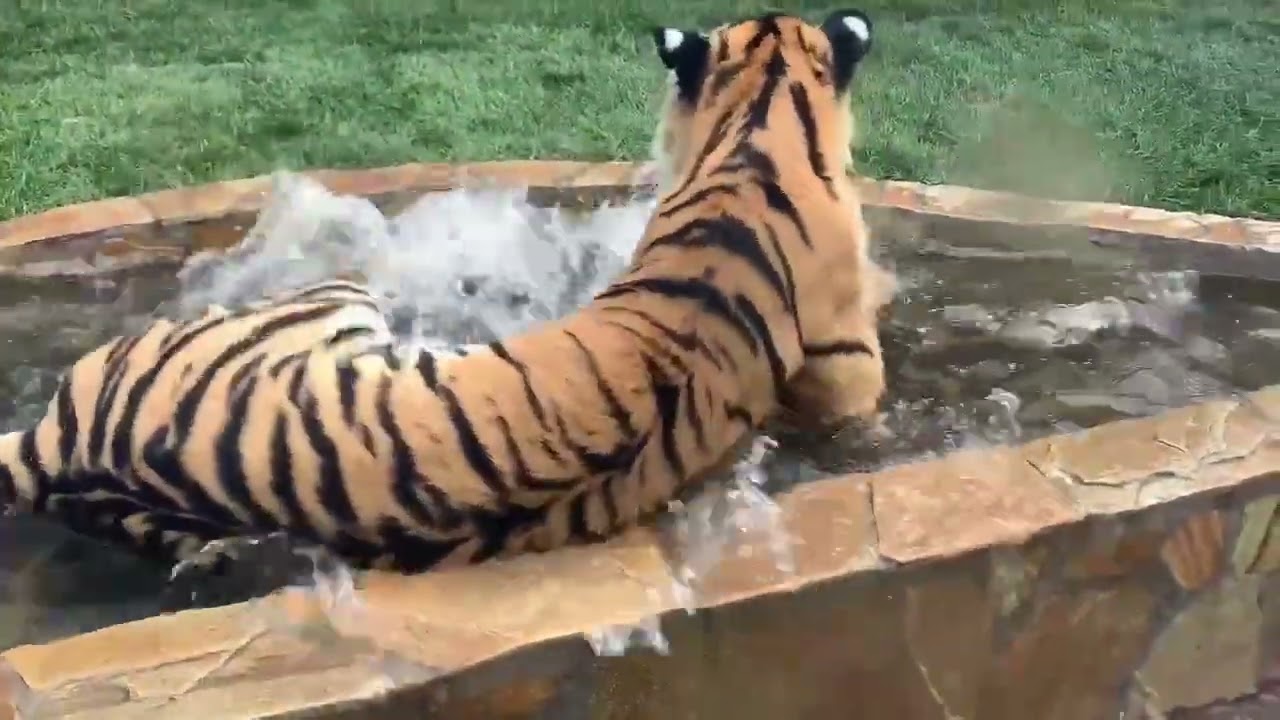 Видео: Ленинградский зоопарк