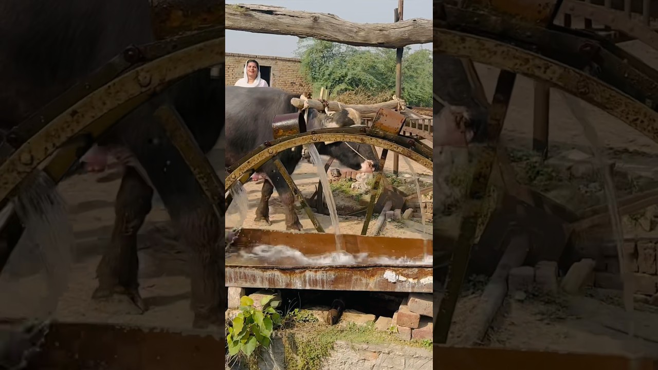 old culture Punjab village Life