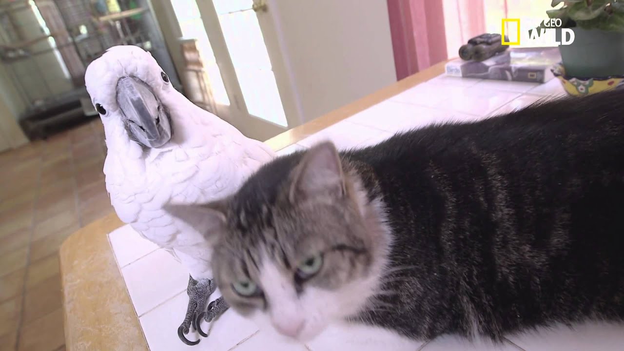 Un cacatoès et un chat sont meilleurs amis !