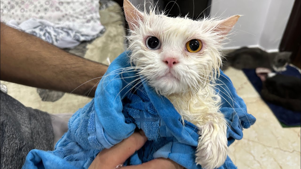 Ru🗣️Today my mom clean me 😳with shoe 👞 cliner 😱 #streetoo #ru #cat #catvideos #sport #viral 