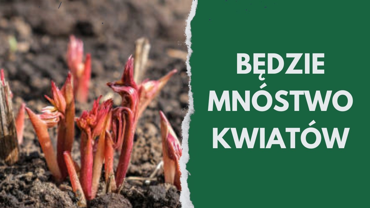 Zrób to w marcu z piwoniami! Latem obsypią się kwiatami