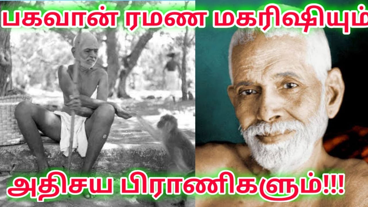 ரமண மகரிஷி ஆசிரம பிராணிகளுக்கு நிகழ்த்திய  அதிசயங்கள்| RAMANA MAHARISHI |VIYASAR|வியாசர்|தமிழ்|TAMIL