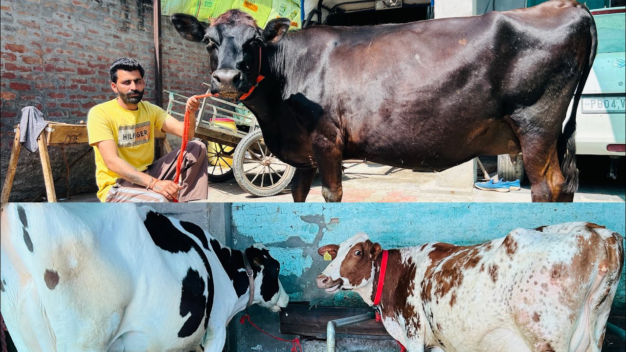 ਜਰਸੀ-Hf—ਆਈਰਸੈਰ-3 ਖੂਬਸੂਰਤ ਗੱਬਣ ਵਹਿੜਾ ਵਿਕਾਊ-3 cow for sale #brardairyfarmmoga 