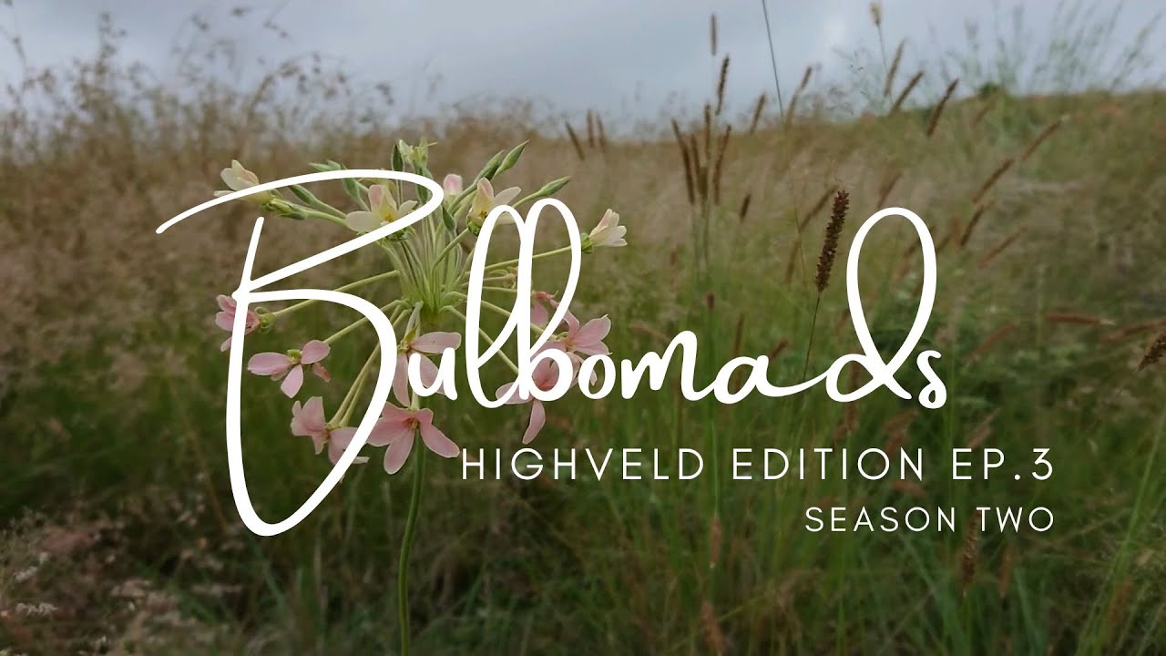 [S02 E03] Magaliesberge in Januarie