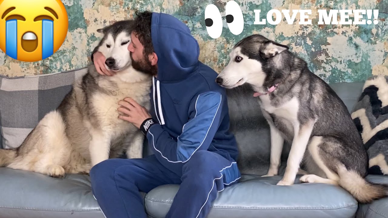 Jealous Huskies Fight For Dads Attention! NEVER IGNORE HUSKIES! [FUNNIEST REACTION EVER!]