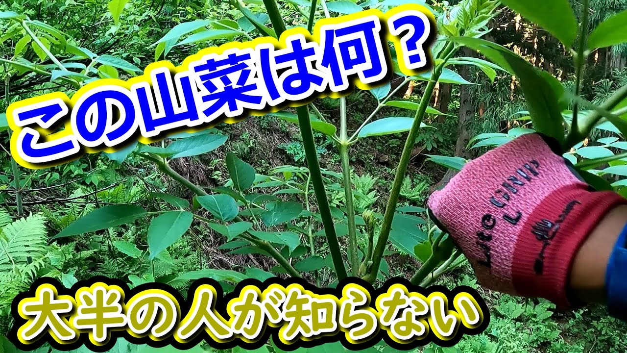 以外と知らない！あの山菜達が変貌を遂げる姿！