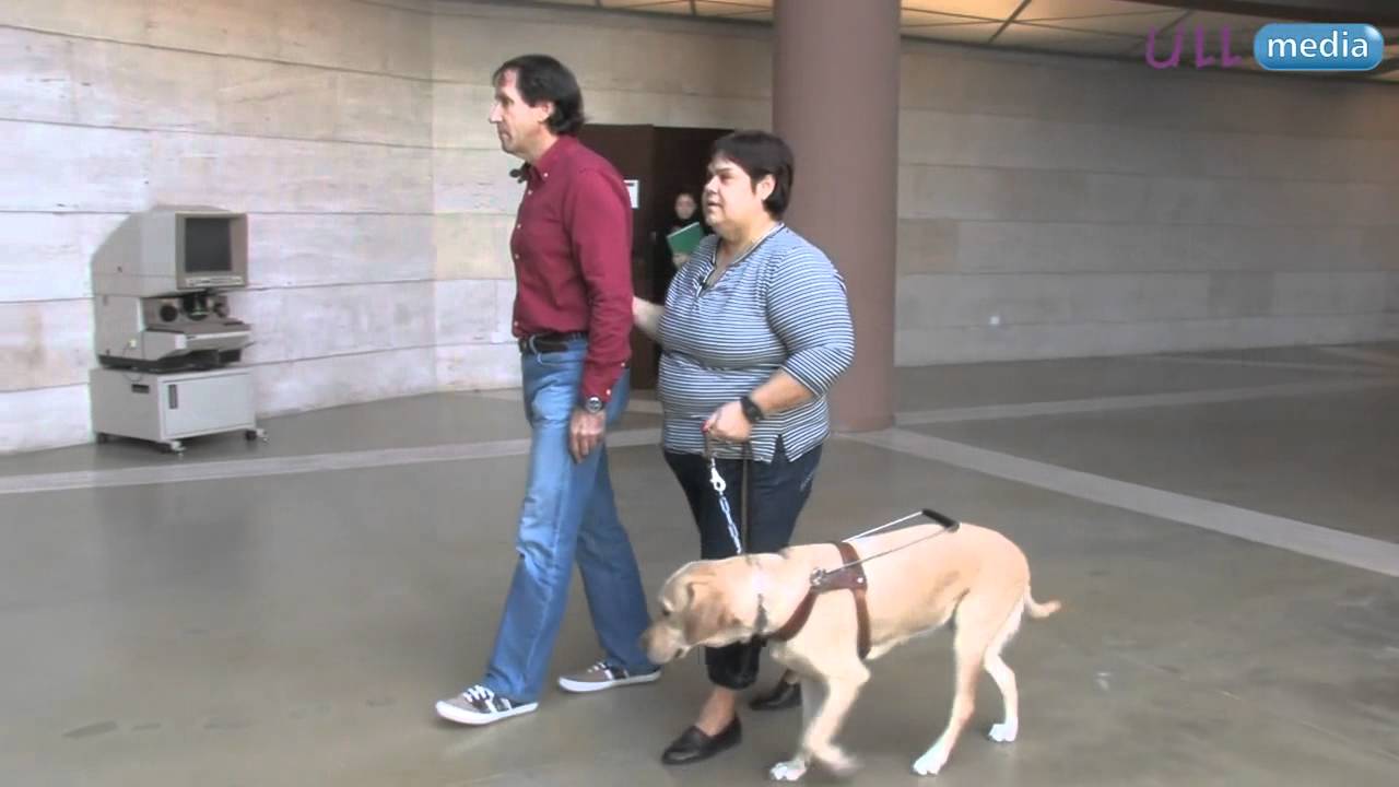 C&oacute;mo tratar a un usuario de perro-gu&iacute;a
