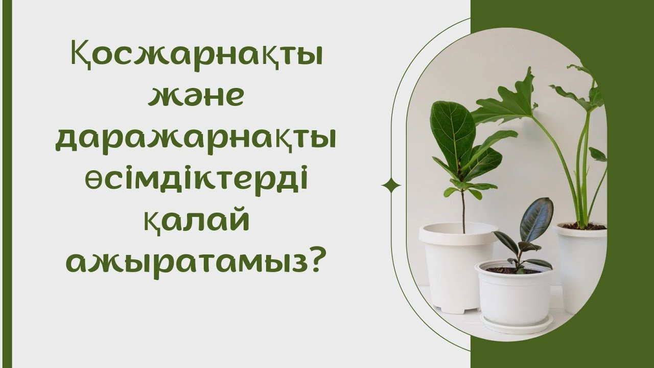 Қосжарнақты және даражарнақты өсімдіктерді қалай ажыратады?#биология #өсімдік#қосжарнақты#даранақты