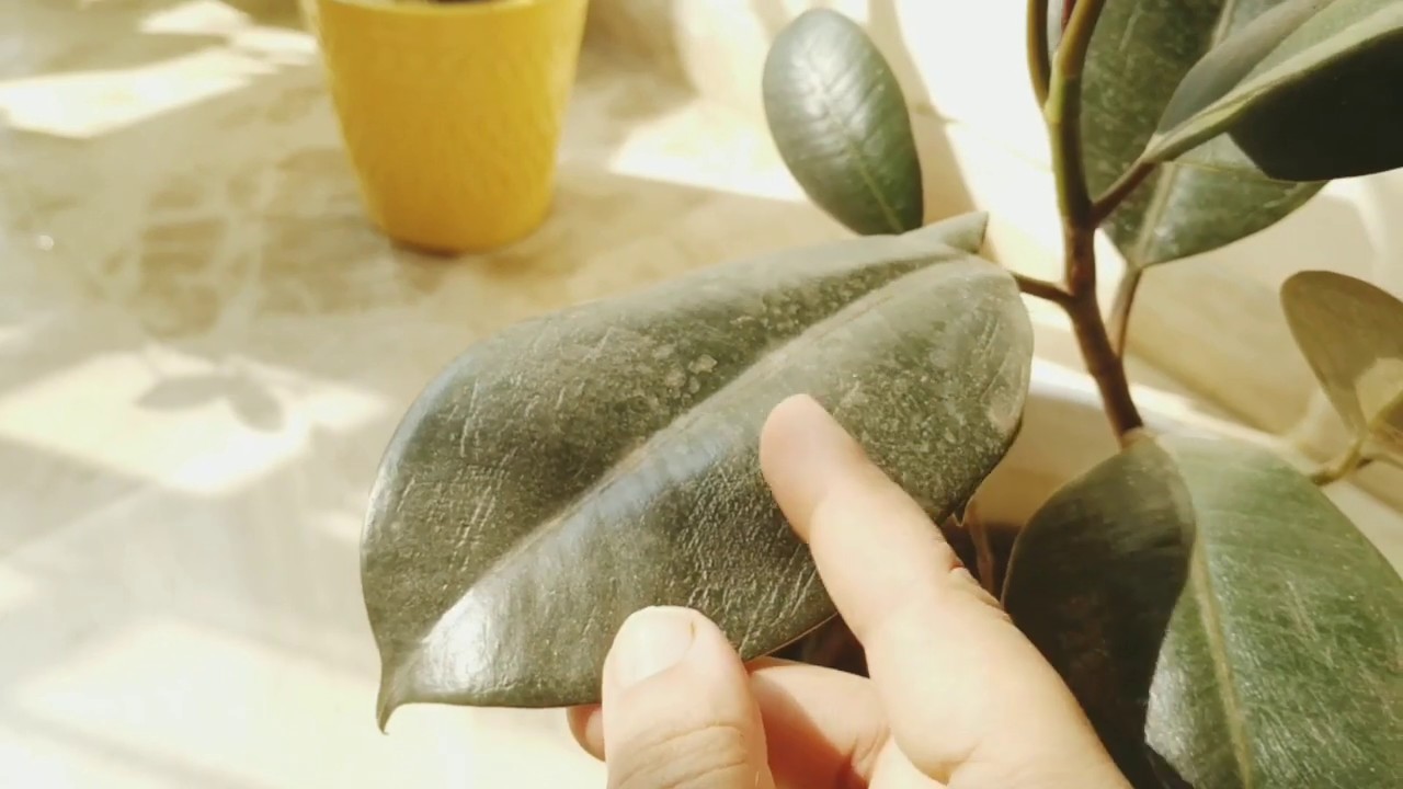 DETAILED VIDEO ON RUBBER PLANT || BRANCHING OUT THE RUBBER PLANT
