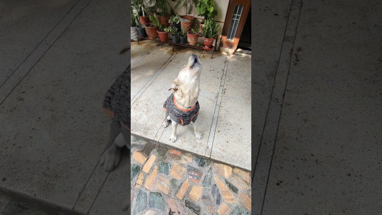 Labrador Dog Barking Training 🔊🔉