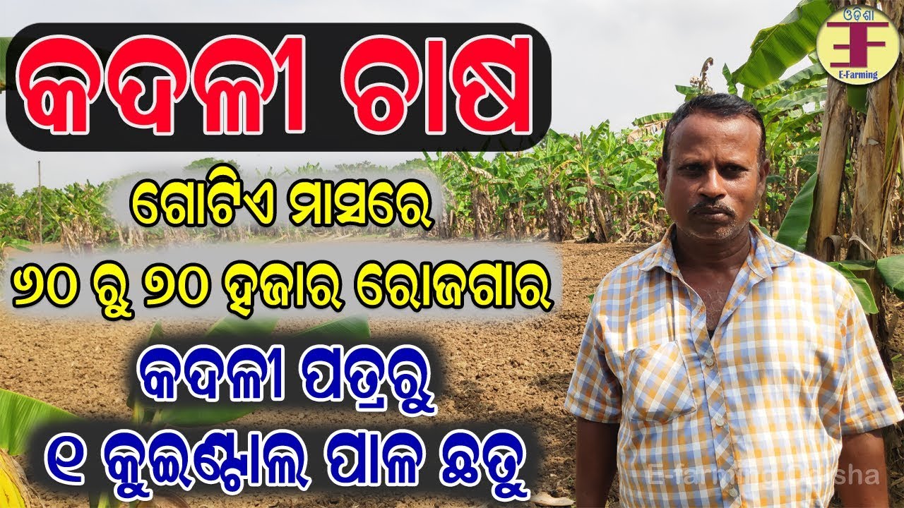 କଦଳୀ ଚାଷ ( ସମ୍ପୂର୍ଣ୍ଣ ବିବରଣୀ ଜାଣନ୍ତୁ ଜଣେ ସଫଳ ଚାଷୀଙ୍କ ଠାରୁ ). Banana Farming in Odisha.