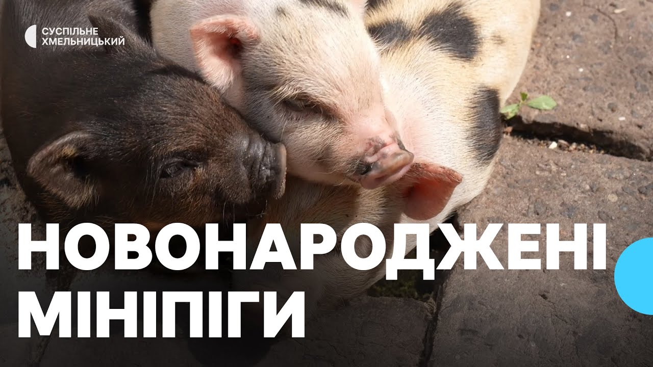 Нові мешканці з’явилися у зоокуточку Хмельницького парку імені Михайла Чекмана