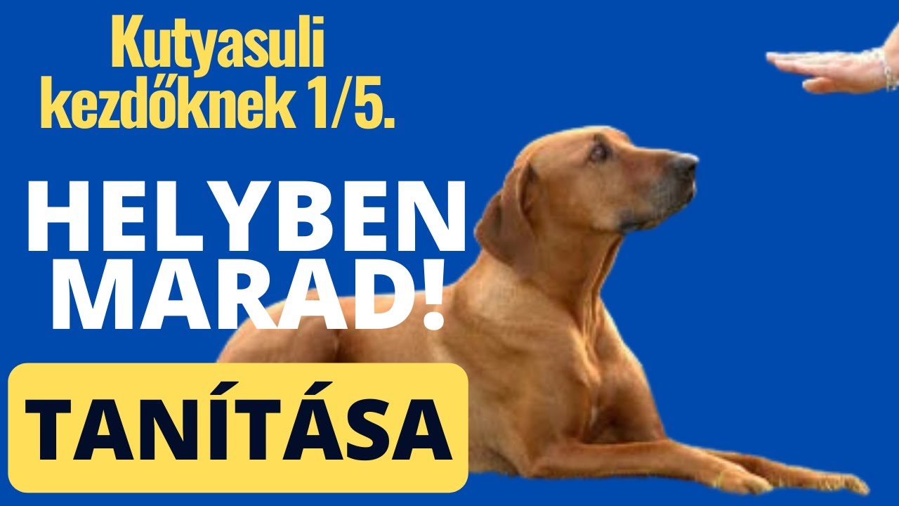 Kutyasuli kezdőknek 1/5. - HELYBEN MARAD tanítása!