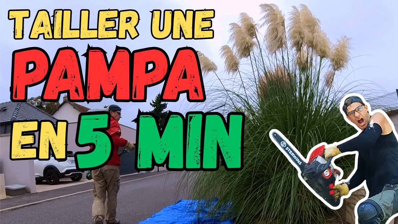 🌿 LA méthode pour tailler une PAMPA RAPIDEMENT : facile et efficace avec juste un taille haie !