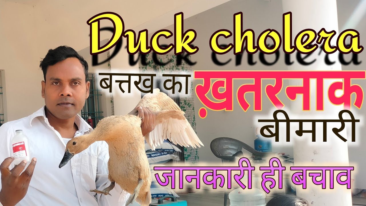 Duck Cholera #Trening 10🚫 बत्तख का सबसे ख़तरनाक बीमारी 🔥 जानकारी और बचाव veccin की पूरी जानकारी