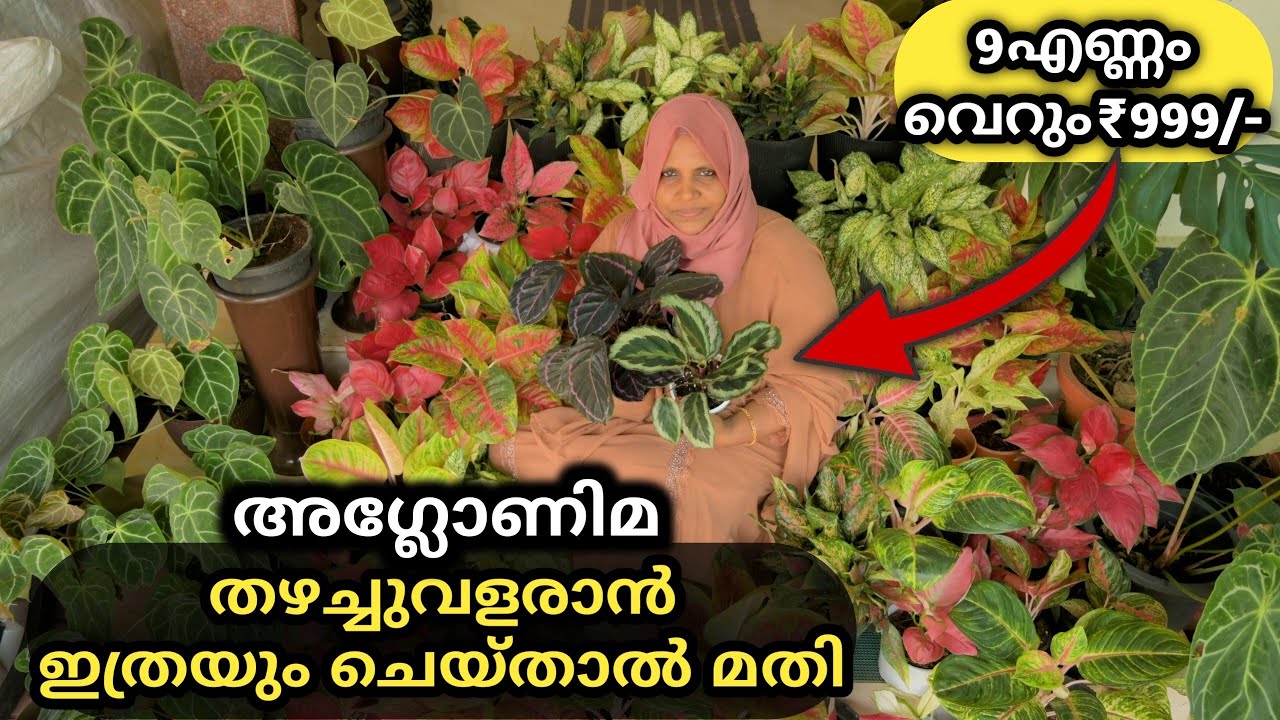Aglaonema Plant Care & Propagation method | Potting Mix | Fertilizers | Malayalam