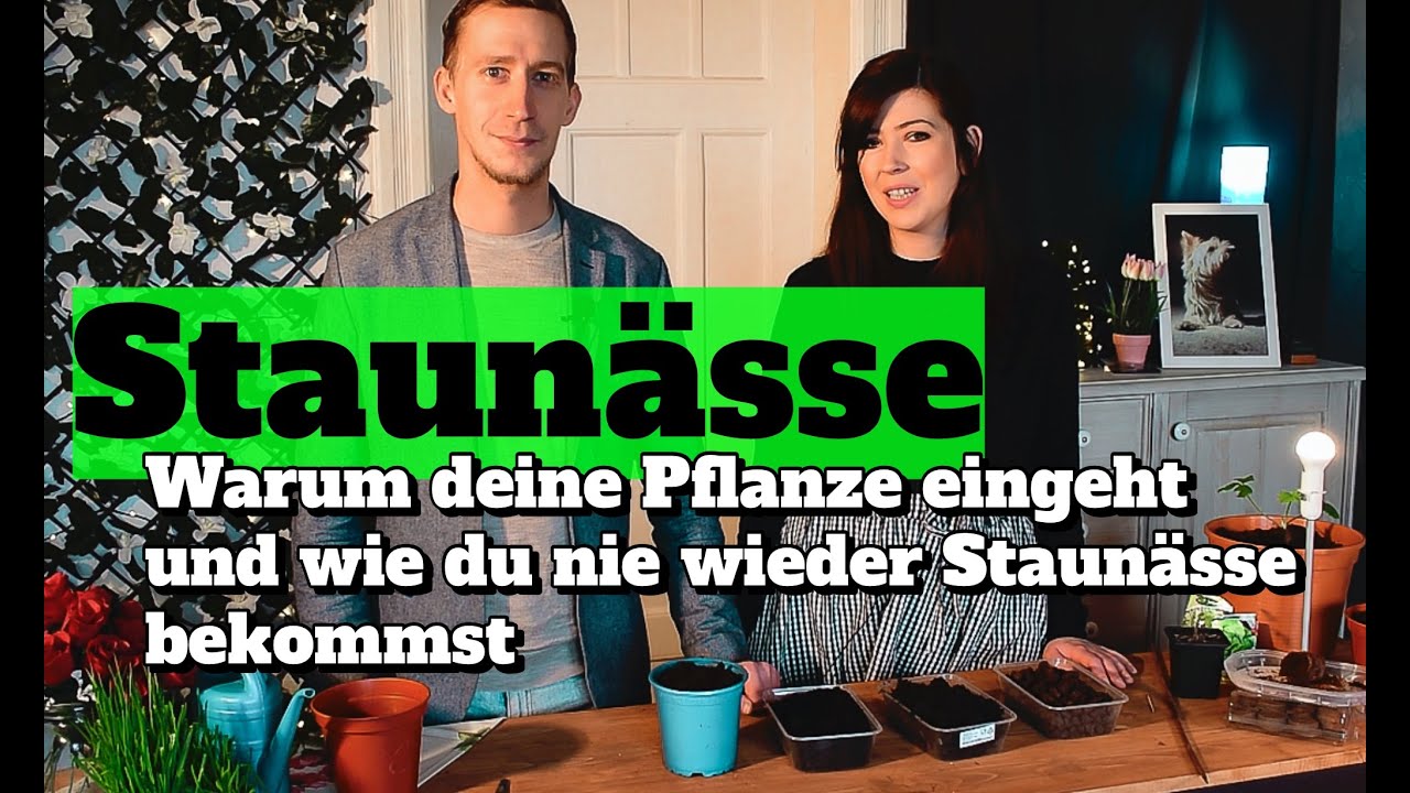 Staun&auml;sse: Warum deine Pflanze eingeht & wie du sie vermeidest - Die besten Tipps zur Vorbeugung