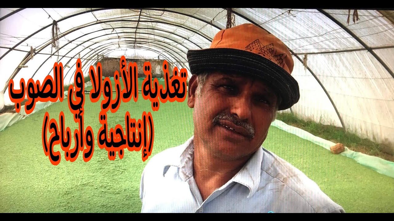 أفضل تغذية لزراعة الأزولا في الصوب للحصول على أعلى الإنتاجية والأرباح