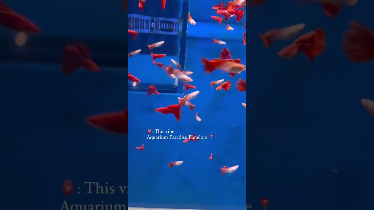 aquarium Paradise fish tunnel 🐟
