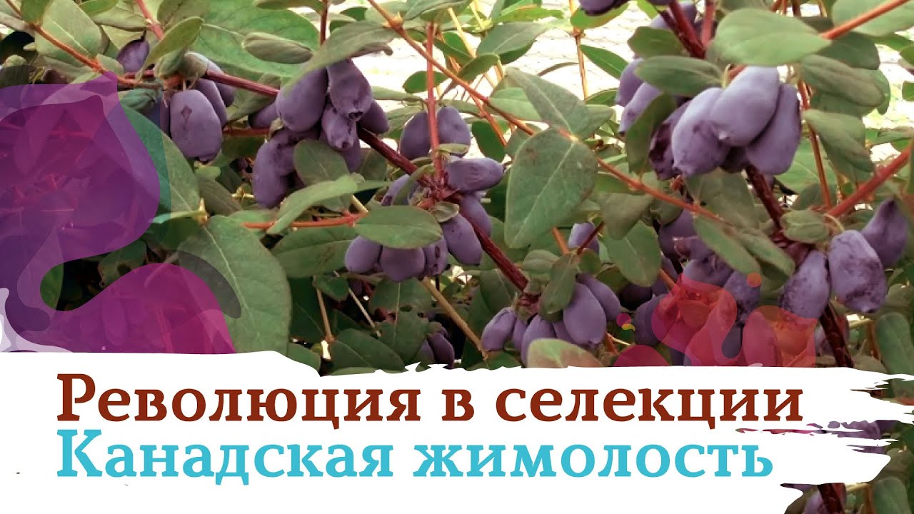 Канадская жимолость - революция в селекции!