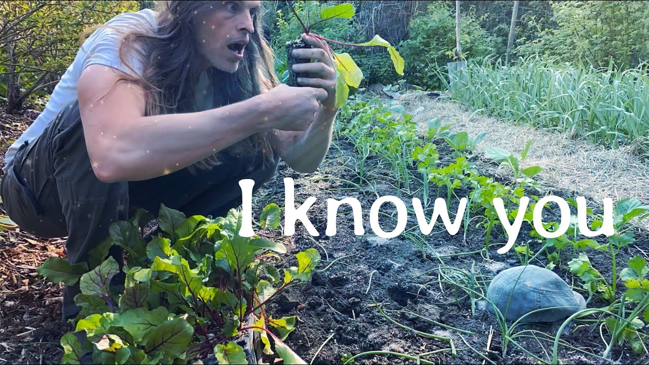 Planting Techniques & Mushroom Spawn