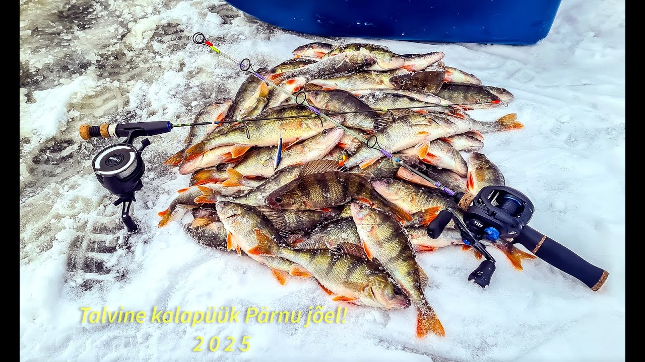 Talvine kalapüük Pärnu jõel!😎🎣🐋