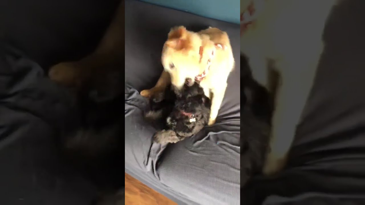 LIVE 🐶 Cute Dogs Playing, Napping & Being Adorable