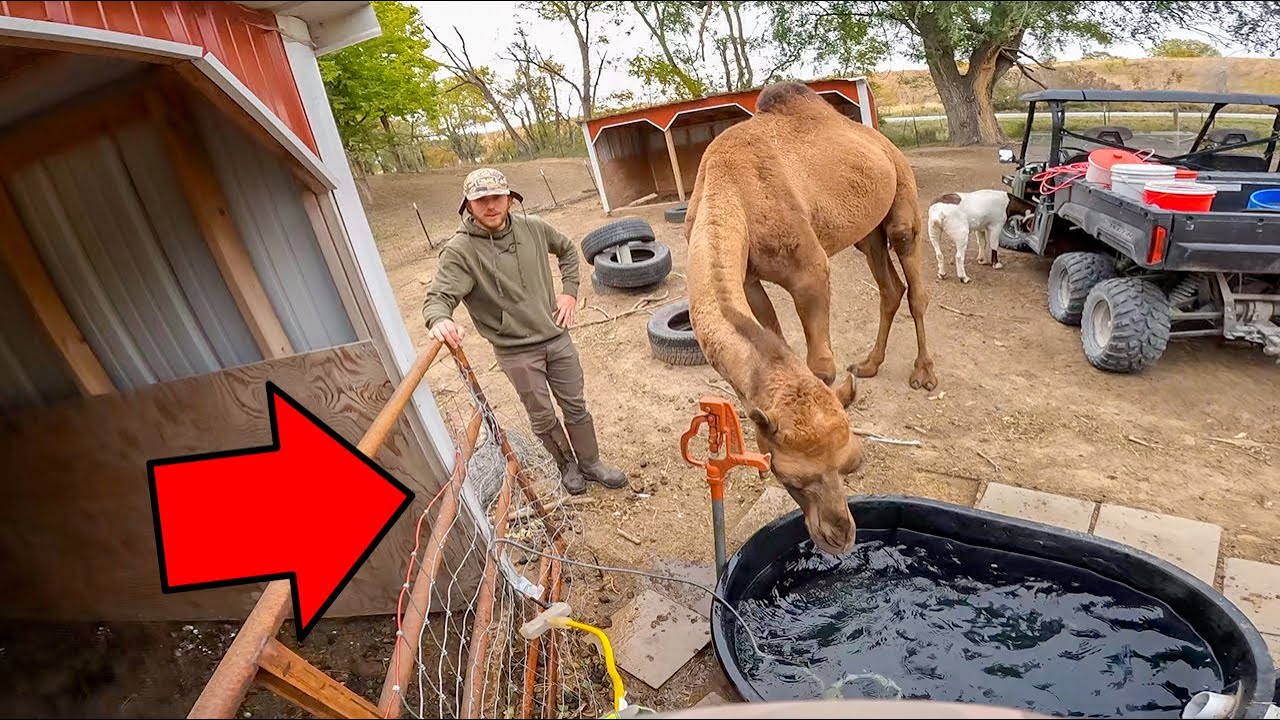 Prepping the Backyard Farm for a Big Freeze
