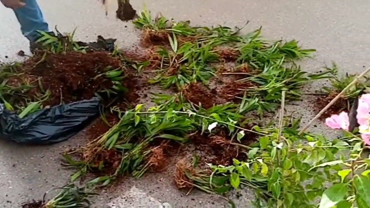 DÖKME ÇİÇEK GELDİ, 5 TL  GUZMANYA, AREKA PALMİYESİ, ANTORYUM🌿🌷🌷🥀