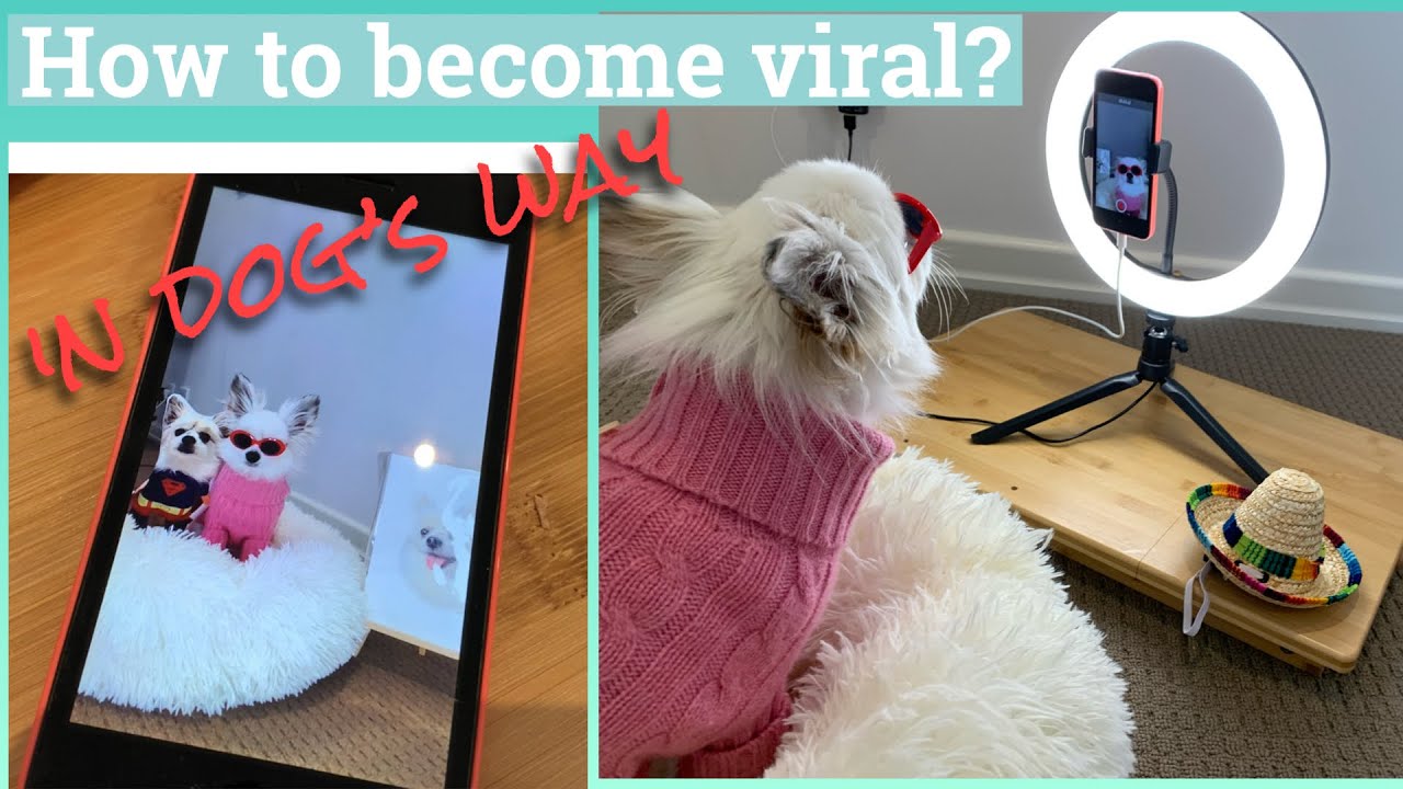 How A CUTE DOG become a YOUTUBER | Funny dog video | chihuahua make you laugh 如何當網紅｜小狗也想紅｜我係狗明星⭐️