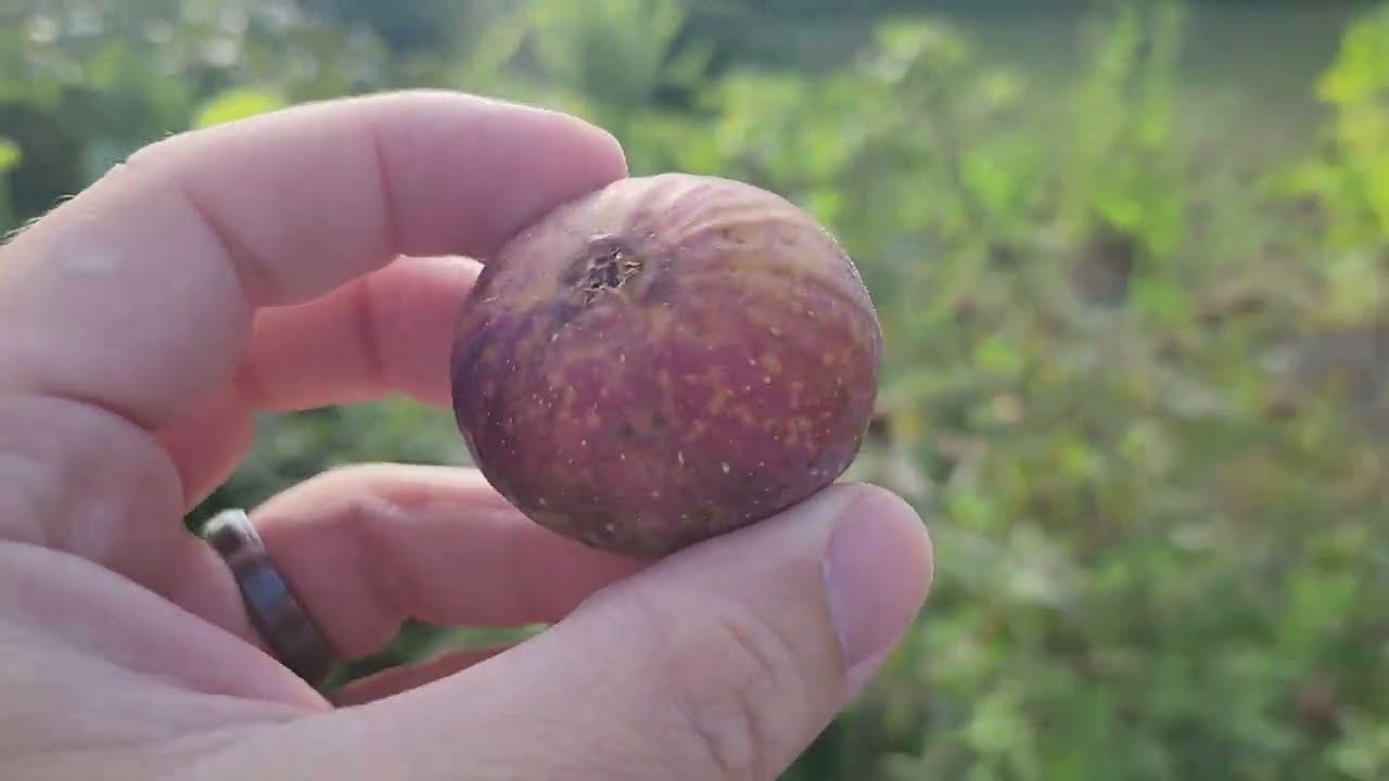 Paratjal Rimada Fig