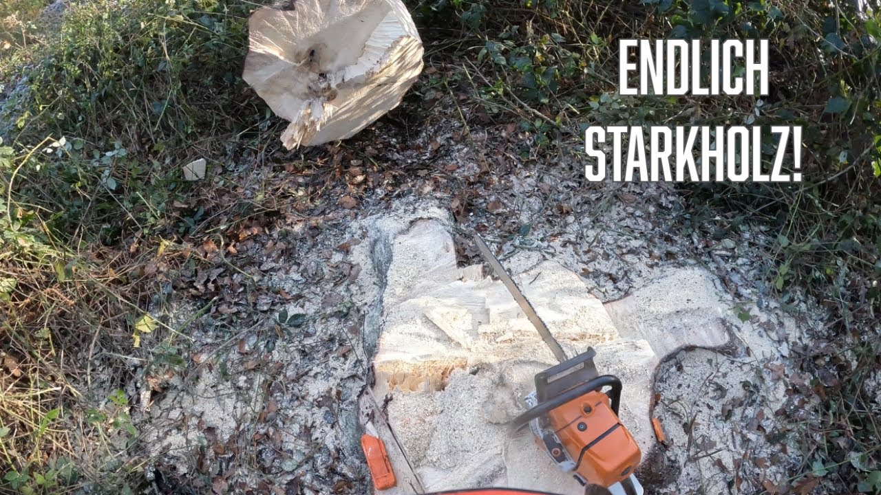 Endlich Starkholz - Extrem astige Fichte mit der Stihl MS 661