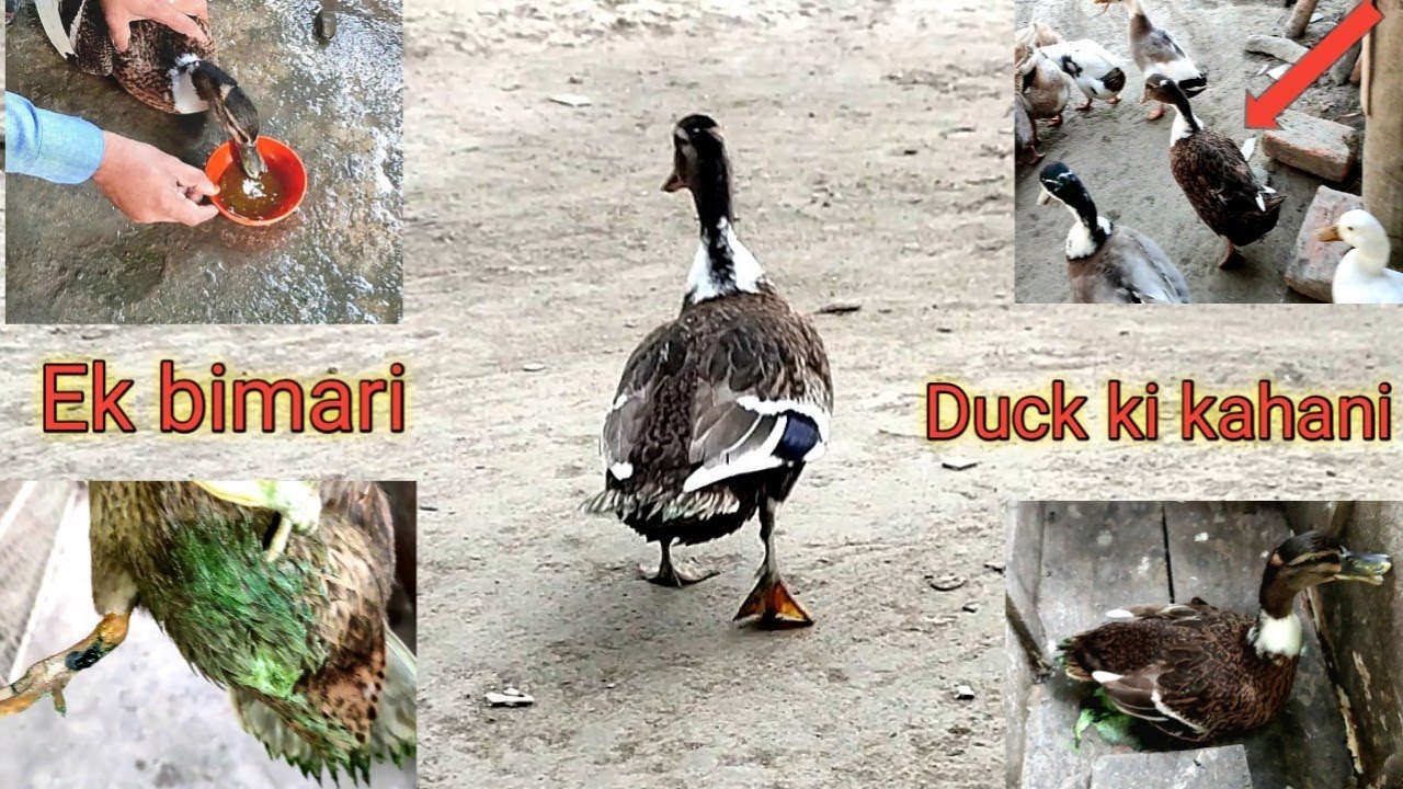 Bimar duck ka ilaz || Duck disease || Duck treatment || Free medicine for ducks chicken || Batak