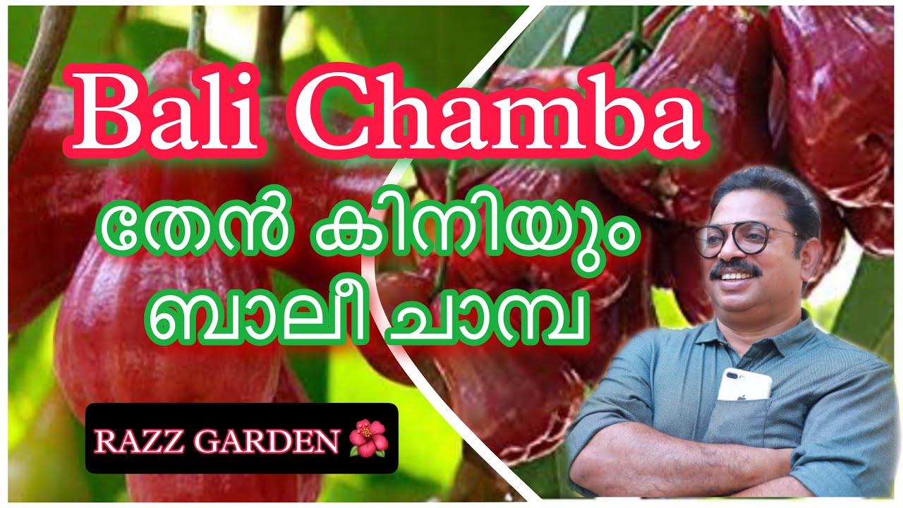 REVIEW of Bali Chamba തേൻ കിനിയും ബാലീ ചാമ്പ