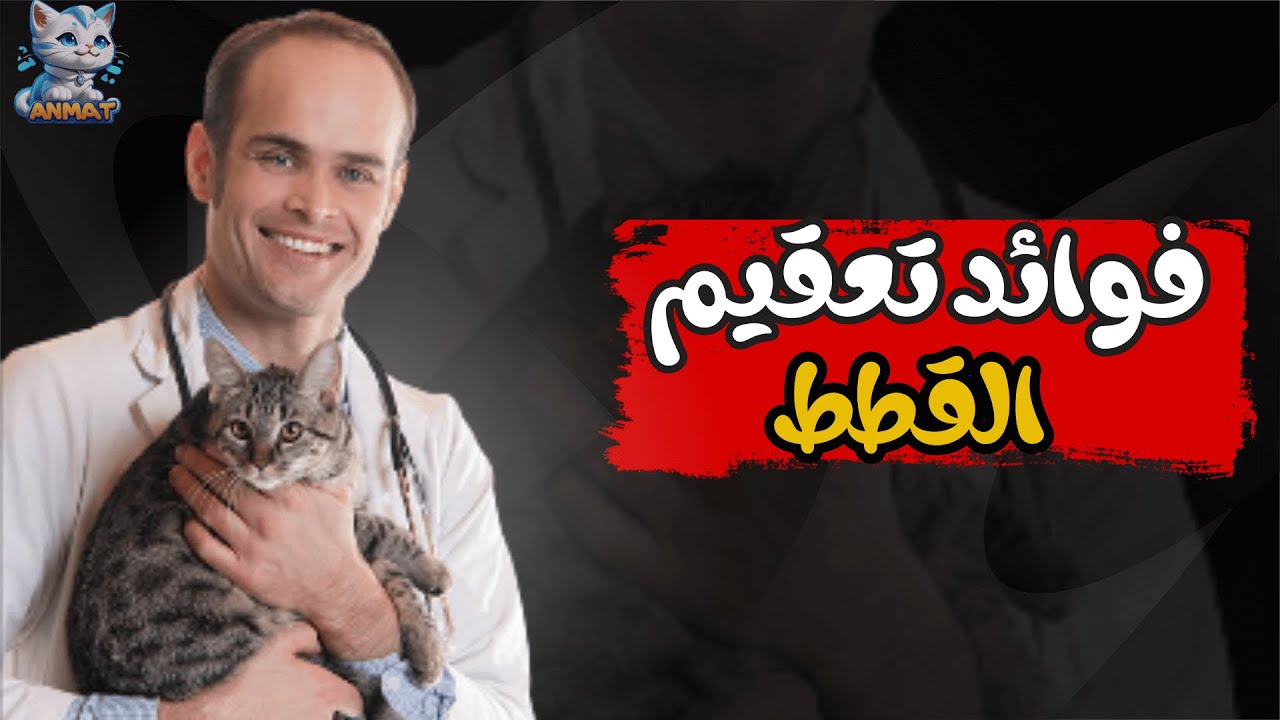 تعقيم القطط.. تعقيم القطط فوائده واضراره🐈